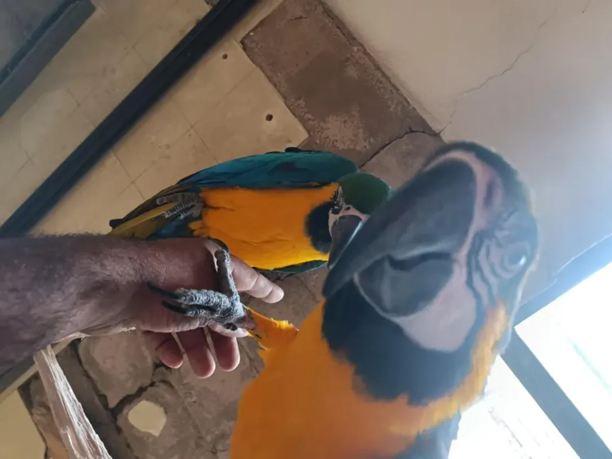 Yellow-breasted macaw female Parrot