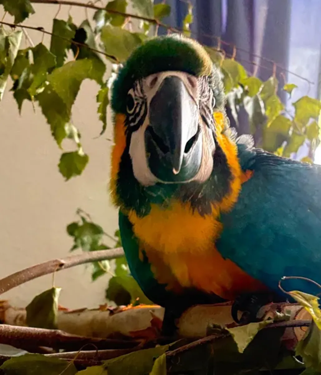 Yellow-breasted macaw Parrot