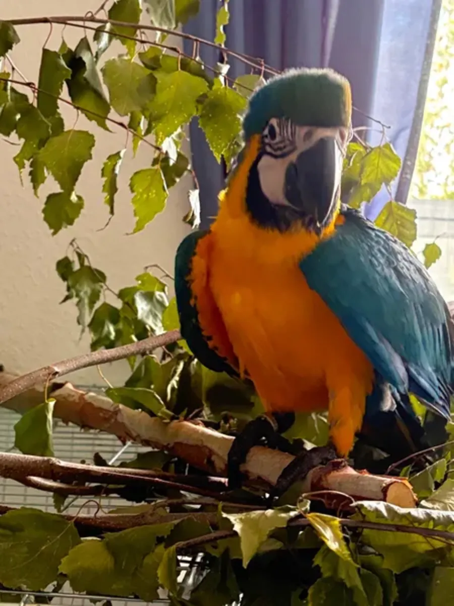 Yellow-breasted macaw Parrot
