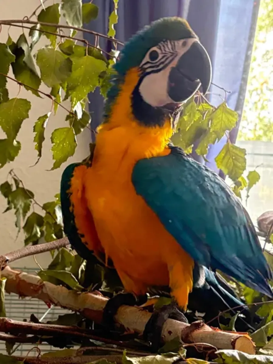 Yellow-breasted macaw Parrot