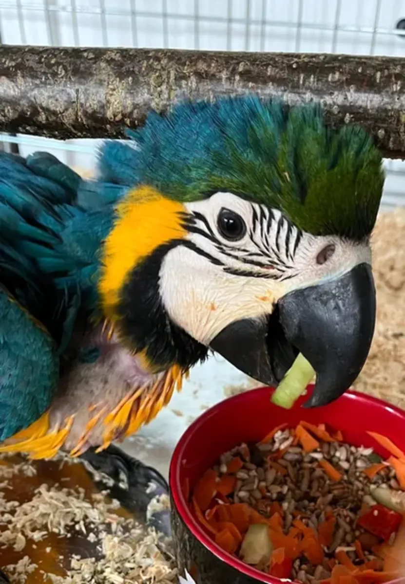 Yellow-breasted macaw Parrot