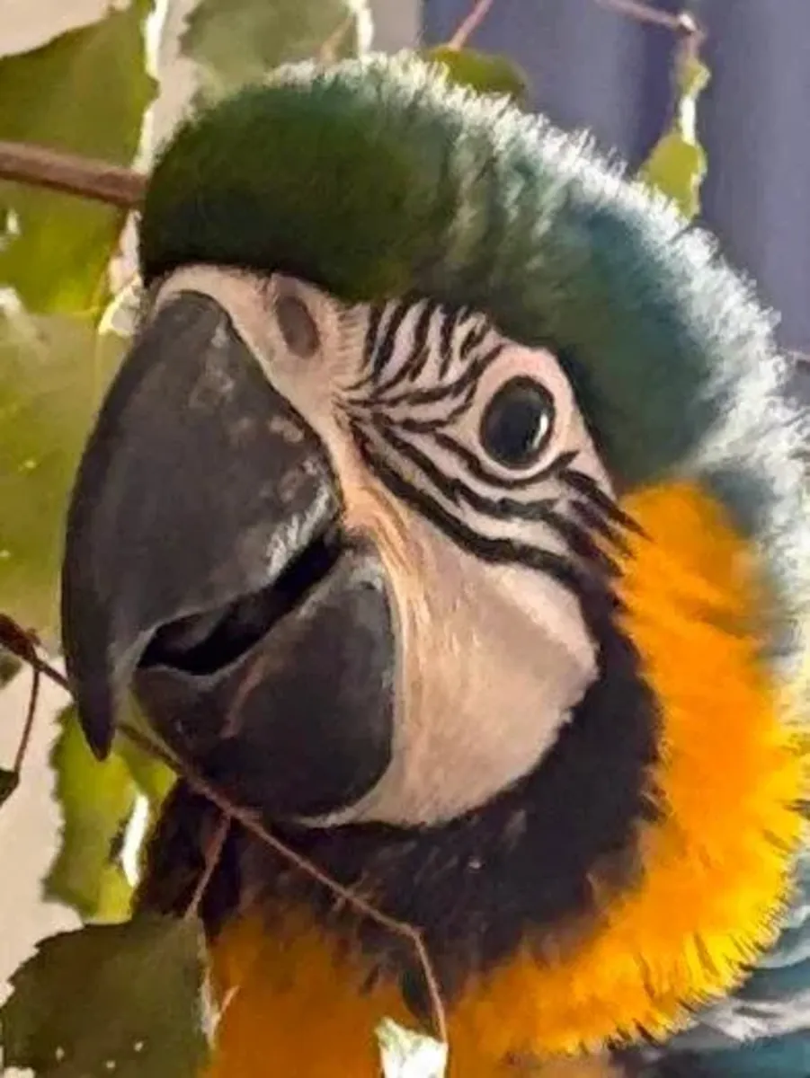 Yellow-breasted macaw Parrot