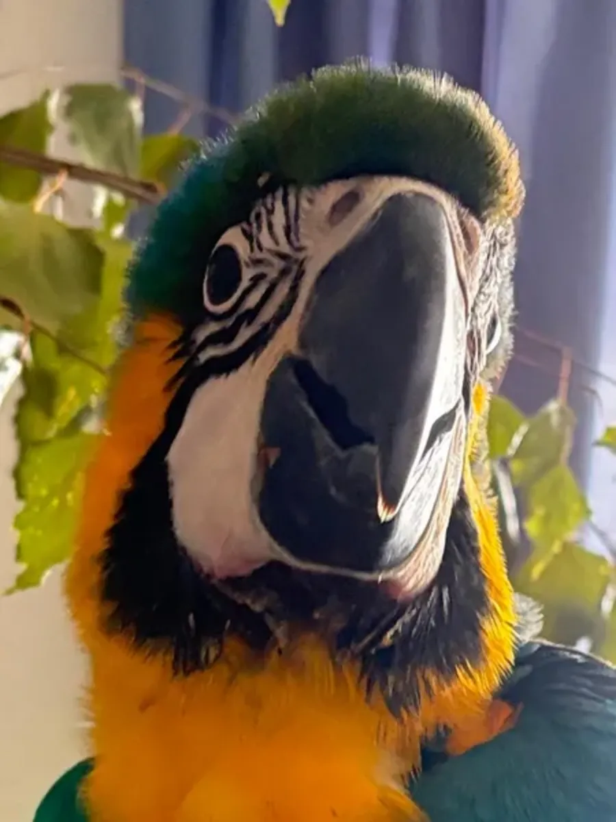 Yellow-breasted macaw Parrot