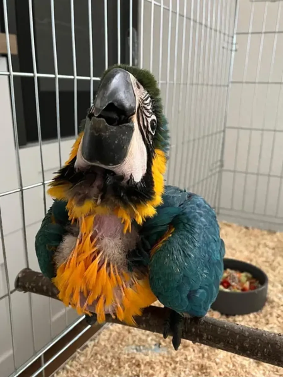 Yellow-breasted macaw Parrot