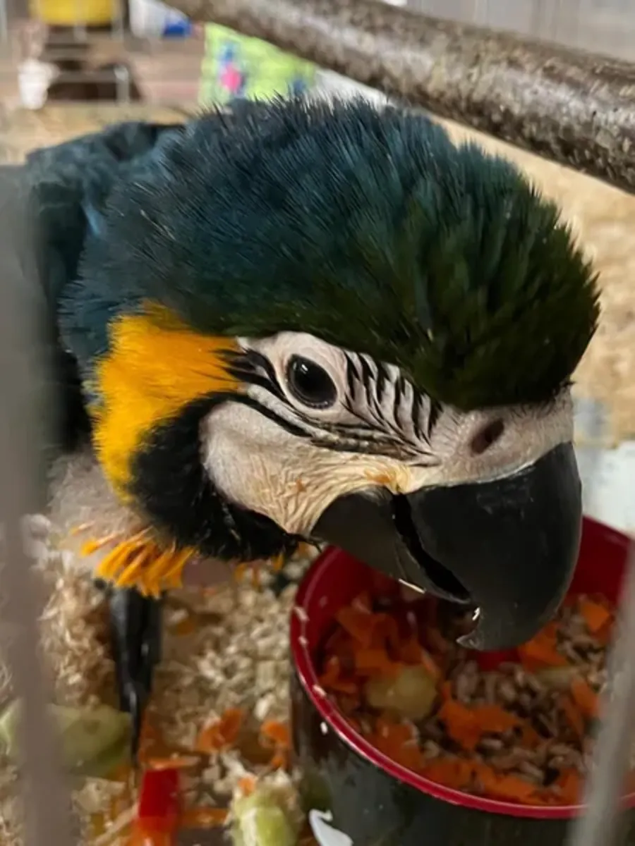 Yellow-breasted macaw Parrot