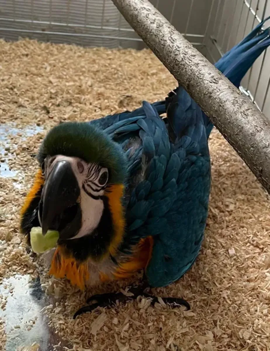 Yellow-breasted macaw Parrot