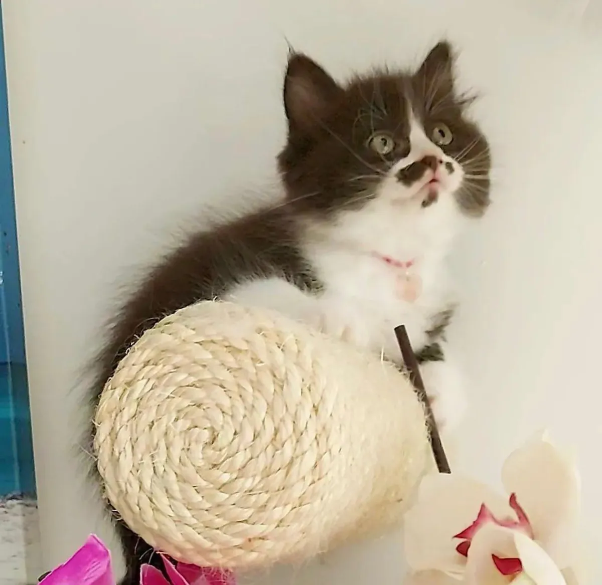Göz alıcı ragdoll yavrusu