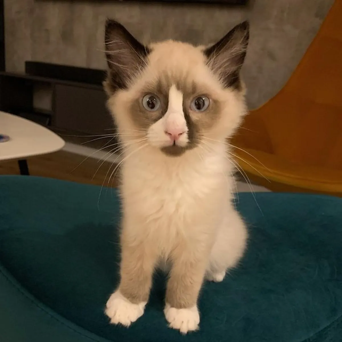 🐾🤍OUR BEAUTIFUL NEW RAGDOLL–5 GIRLS & 1 BOY 🤍🐾