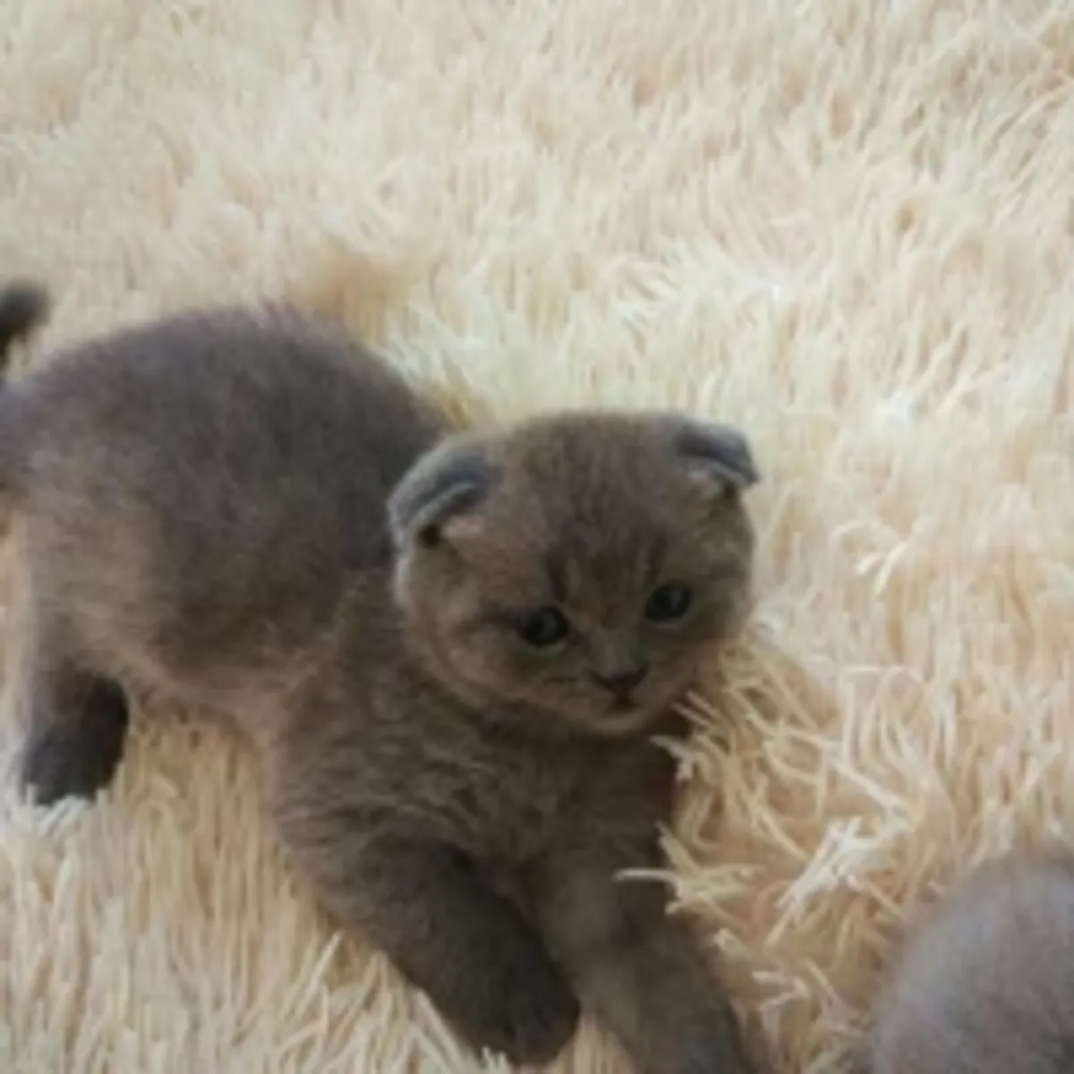 British shorthair beautiful kittens