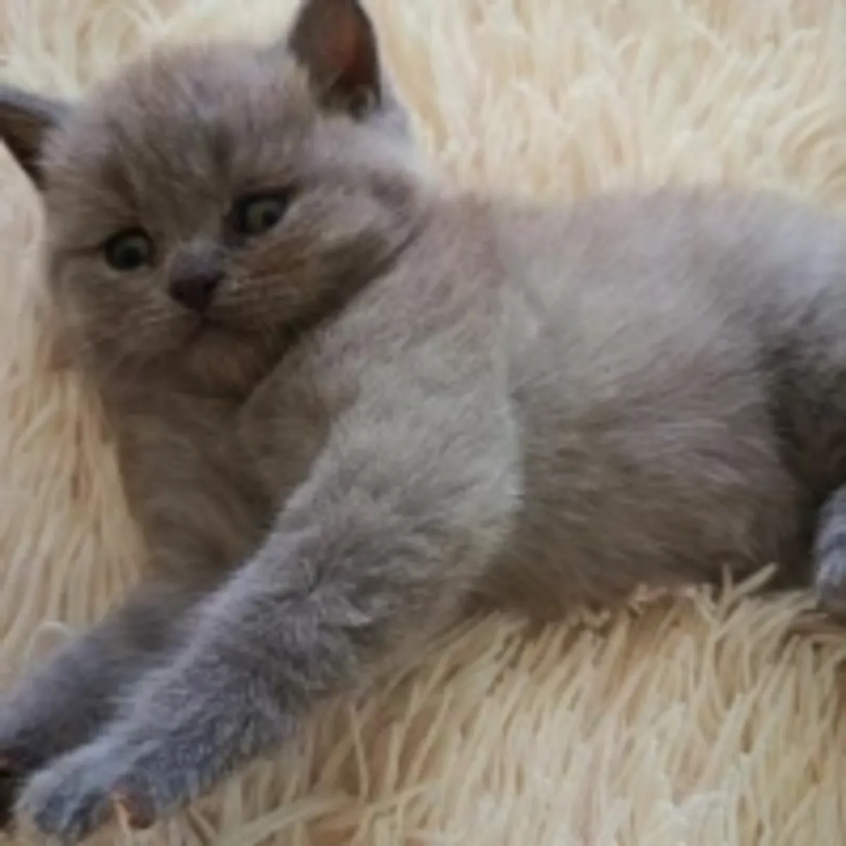British shorthair beautiful kittens