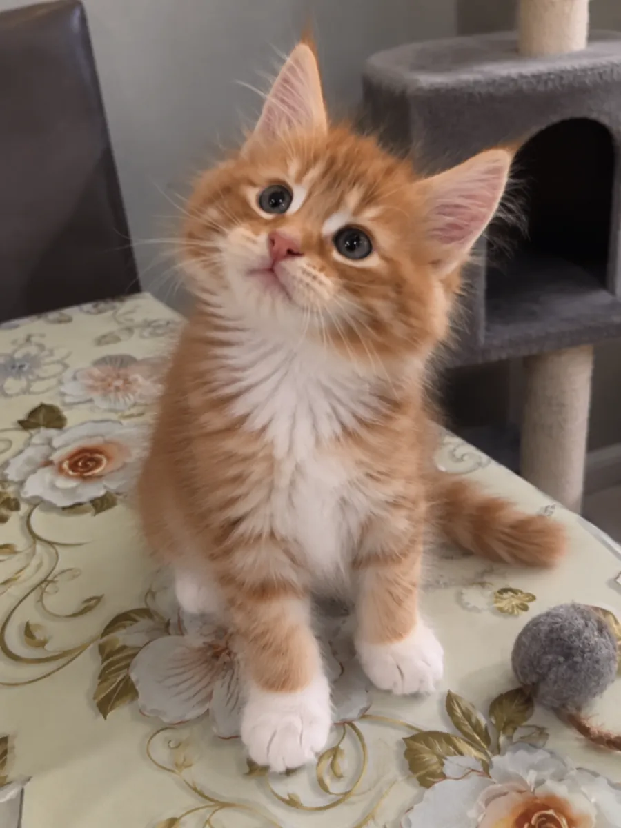 beautiful, playful Maine coon kittens