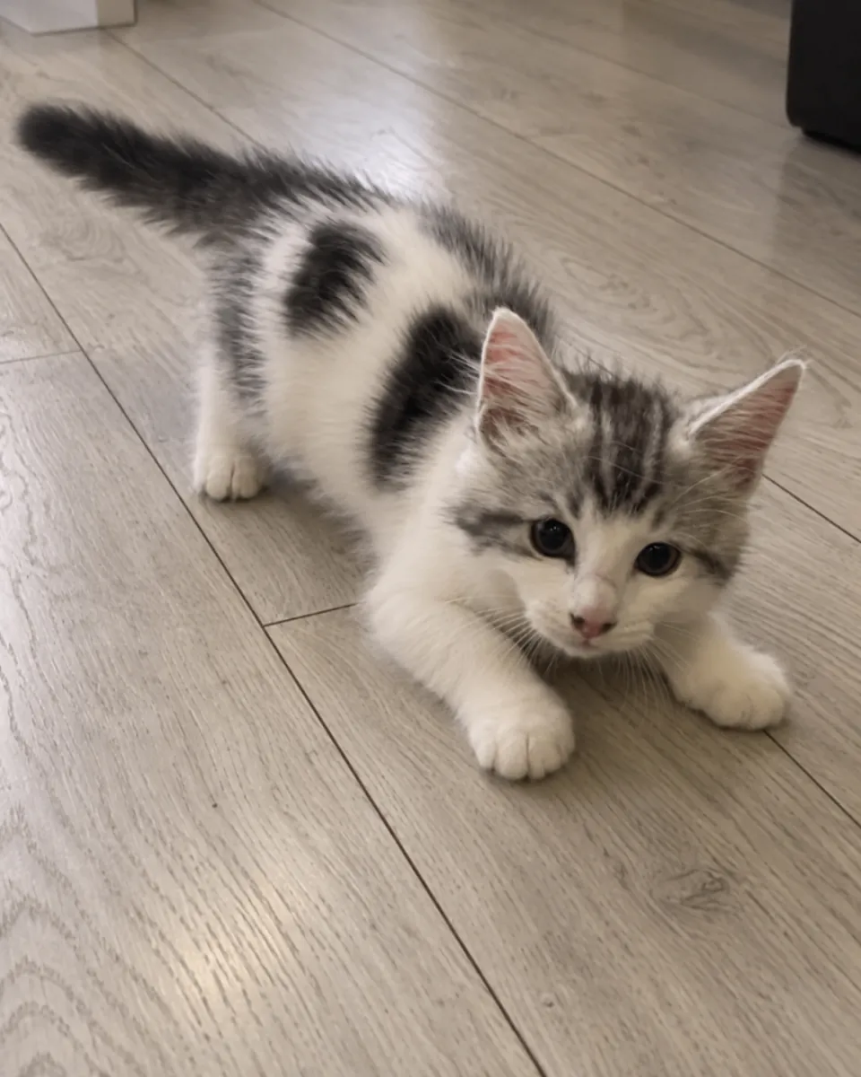 beautiful, playful Maine coon kittens