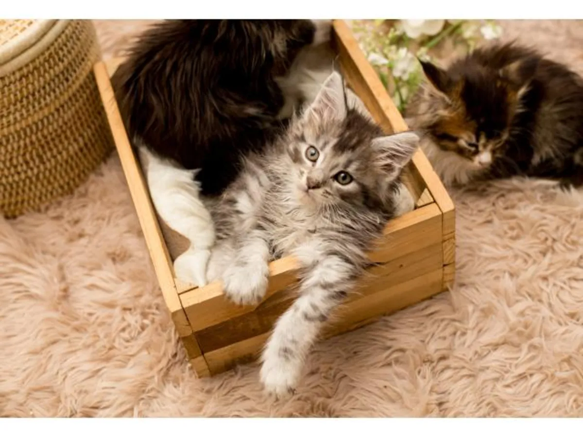 beautiful, playful Maine coon kittens