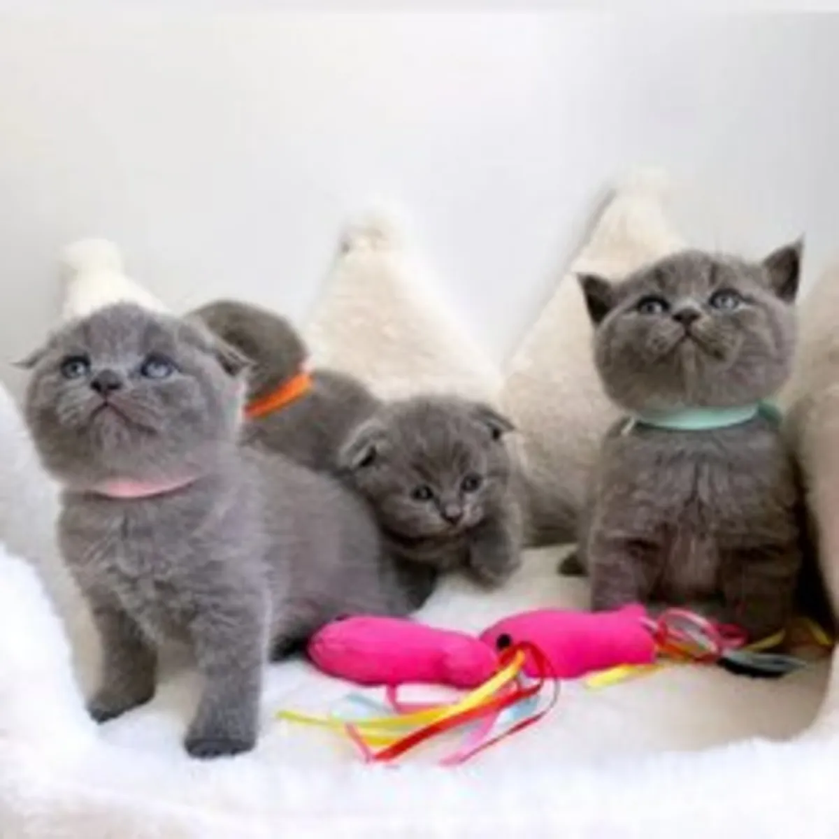 Scottish Fold kittens