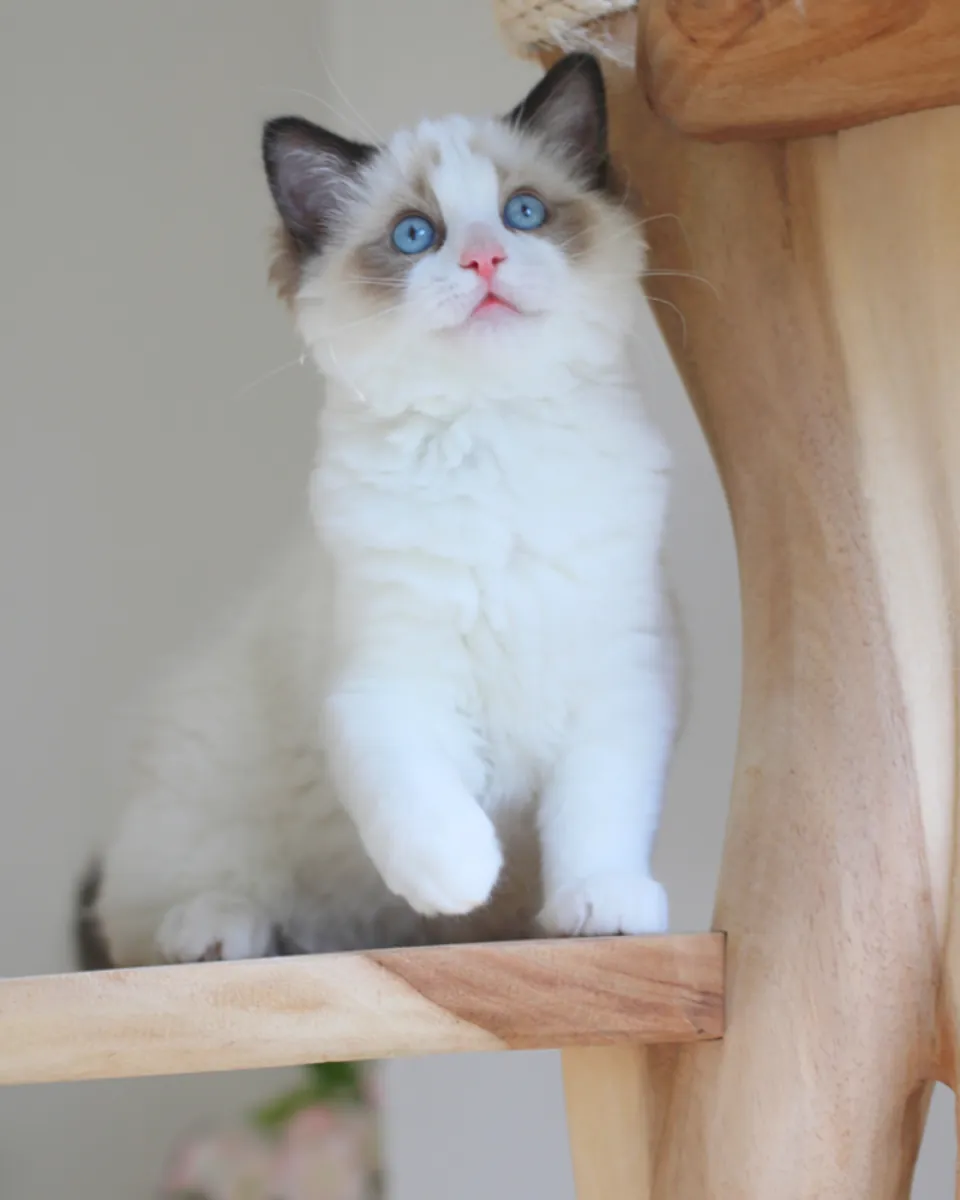 可供领养的布偶猫小猫：