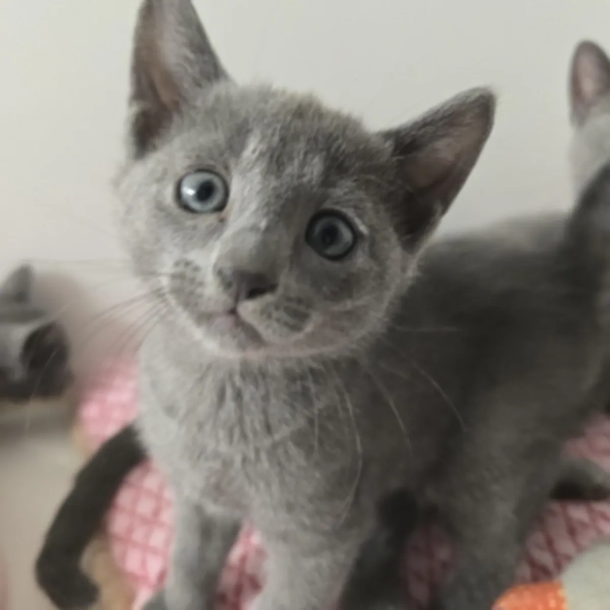 俄罗斯蓝猫小猫