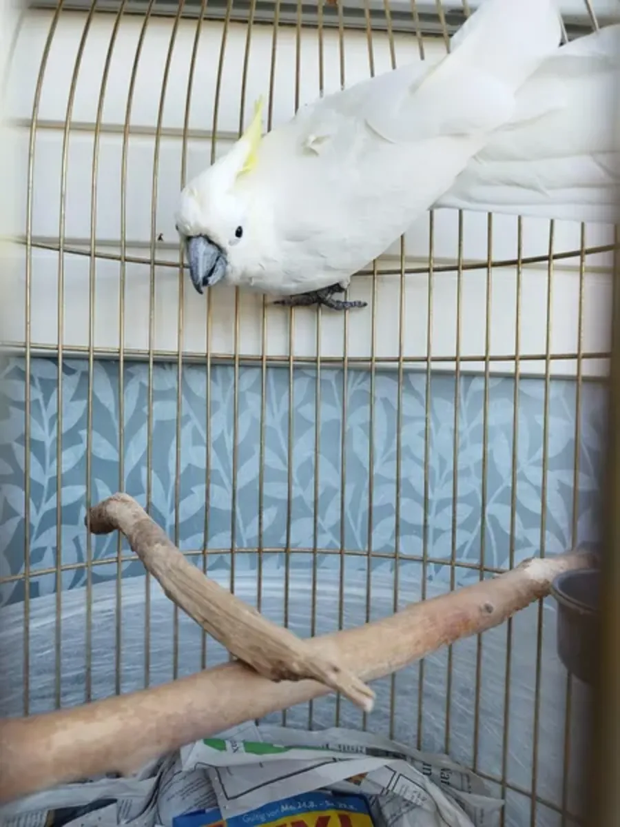 какаду на продажу