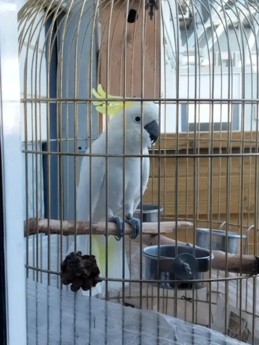 какаду на продажу