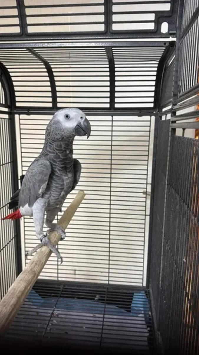 Perroquet gris d'Afrique