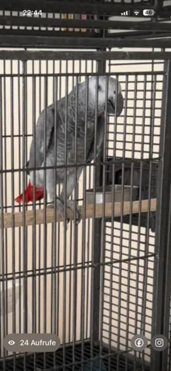 Perroquet gris d'Afrique