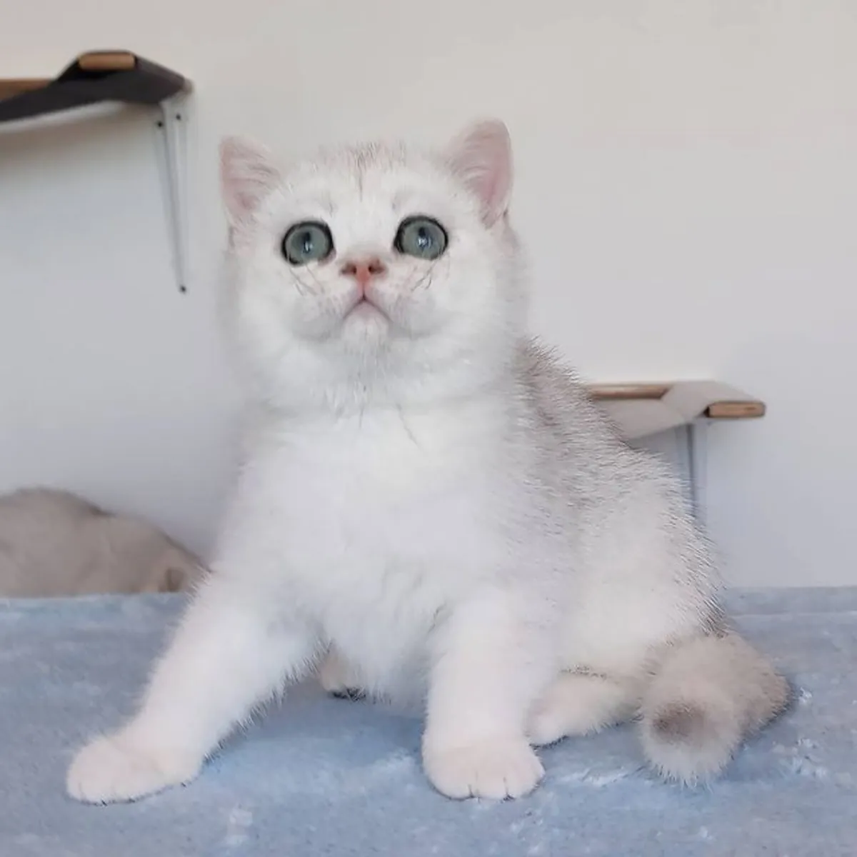 A Girl Available- GCCF/TICA British Shorthair