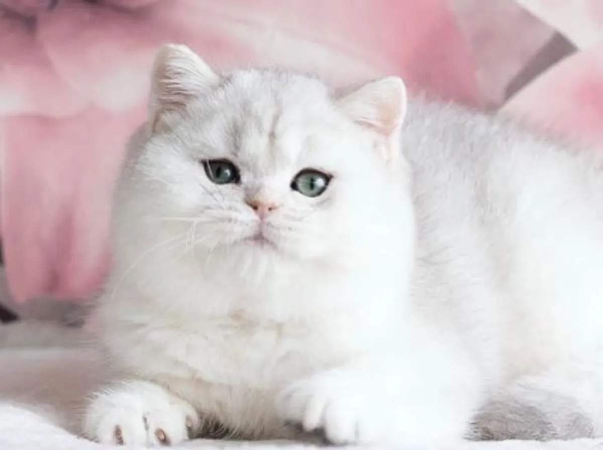 Silver Tabby British shorthair Registered Kittens