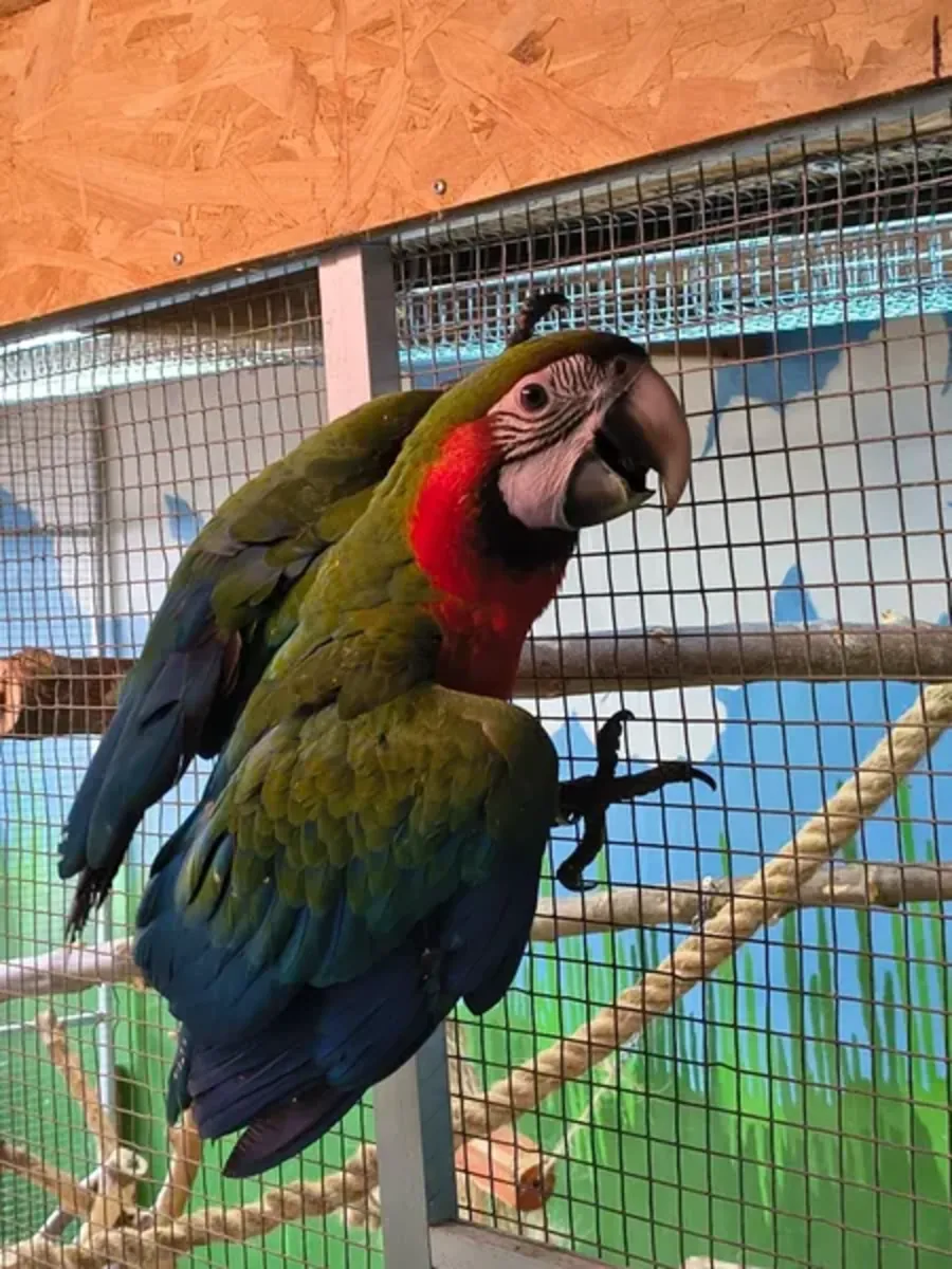 Harlequin Macaw offspring available