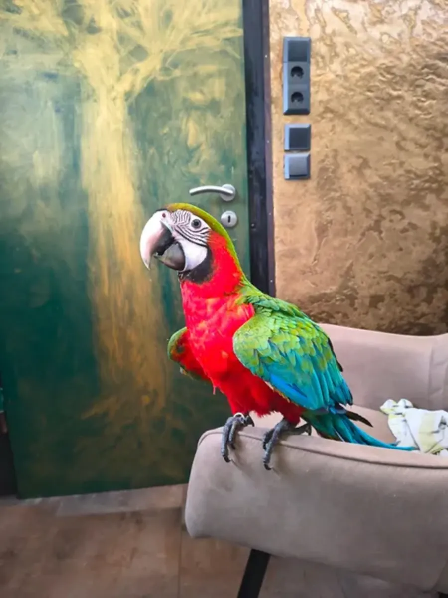 Harlequin Macaw offspring available