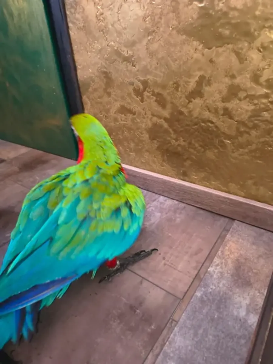 Harlequin Macaw offspring available