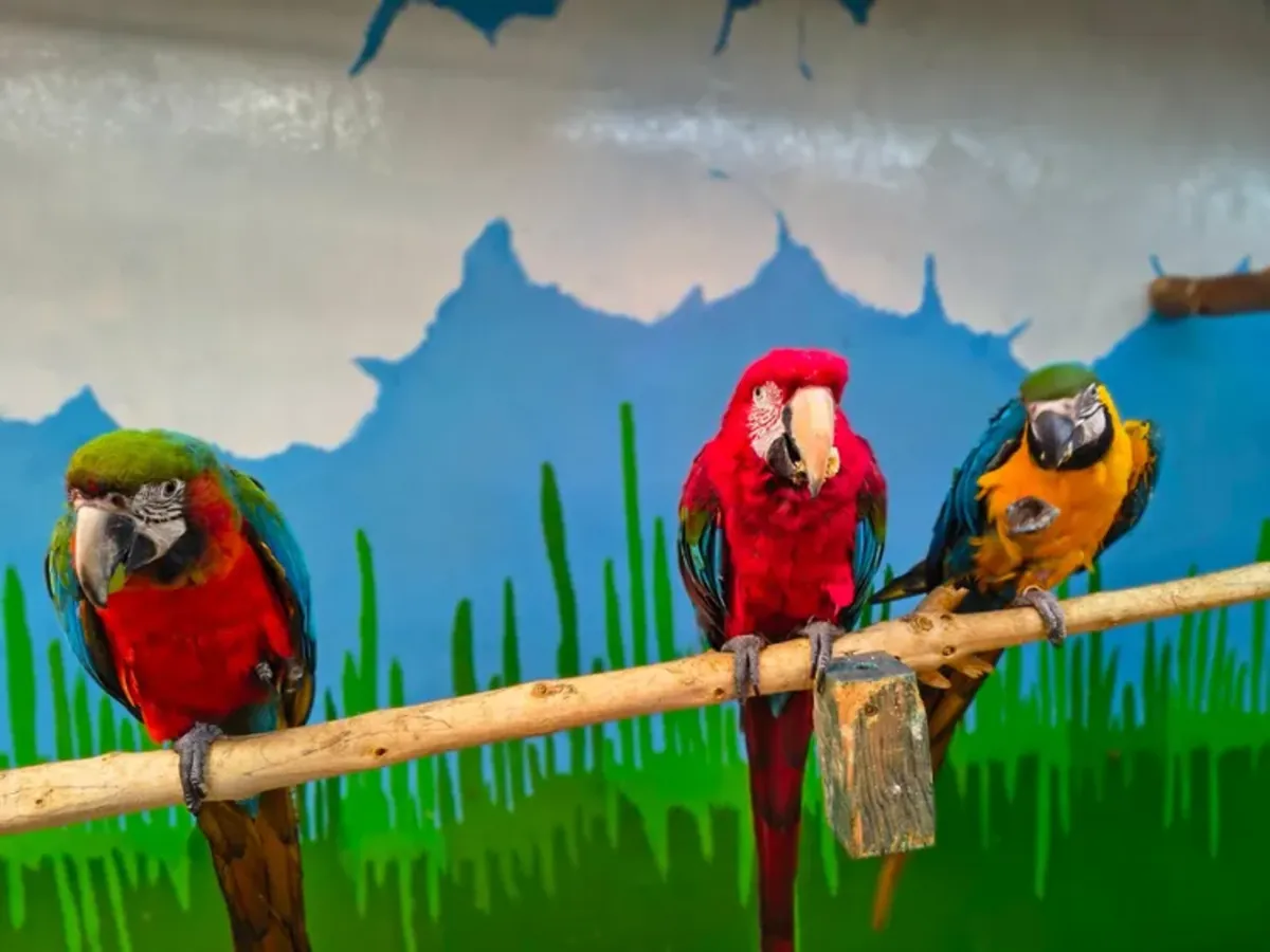 Harlequin Macaw offspring available