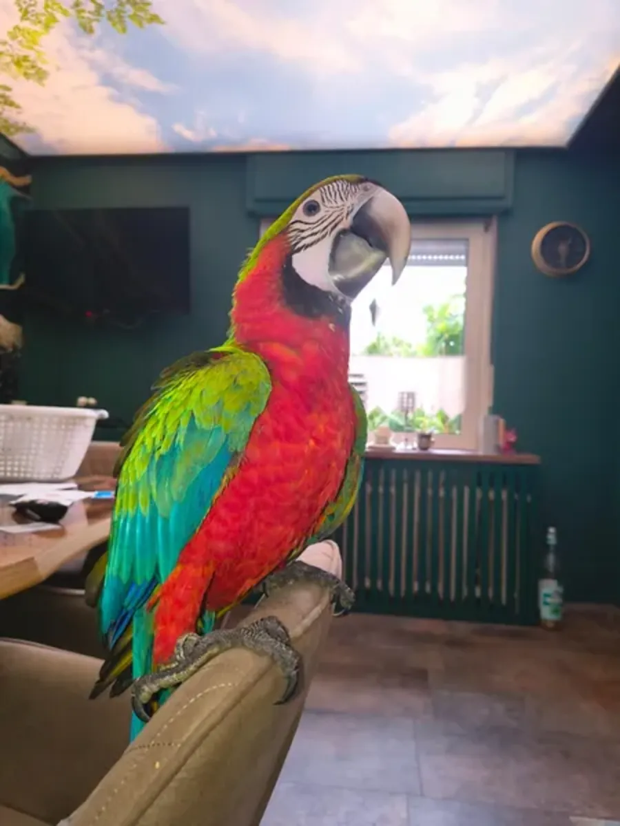Harlequin Macaw offspring available