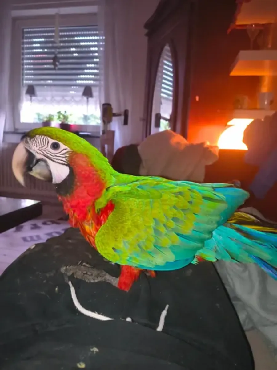 Harlequin Macaw offspring available