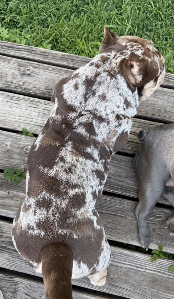 sahiplendirilecek erkek bulldog
