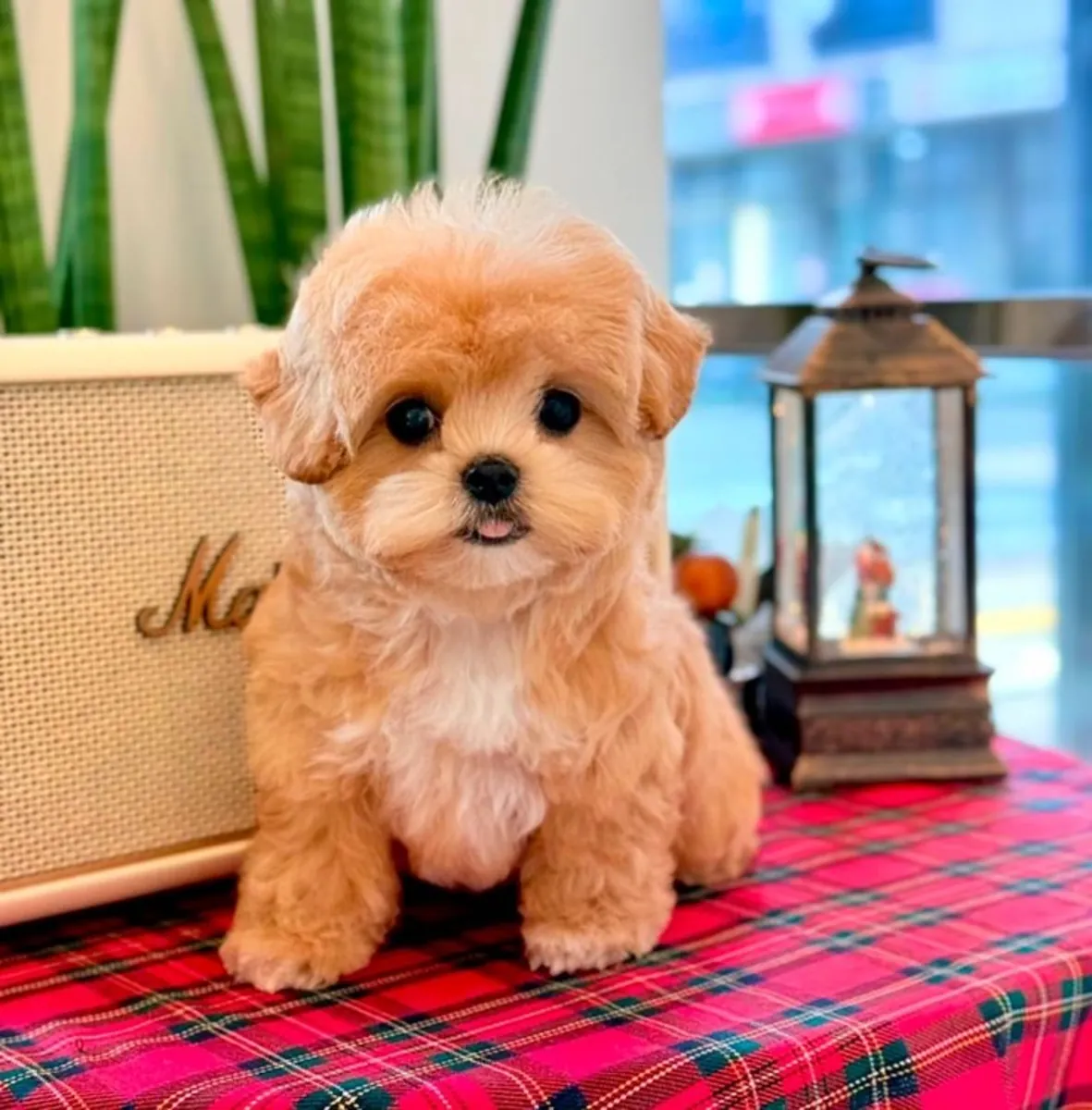 Sevimli MAltipoo yavrusu evlat edinmek için