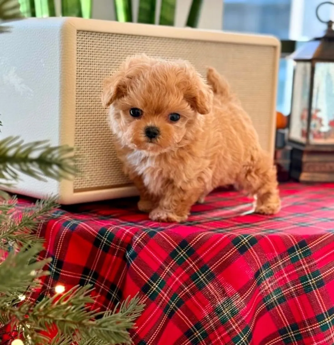 Sevimli MAltipoo yavrusu evlat edinmek için