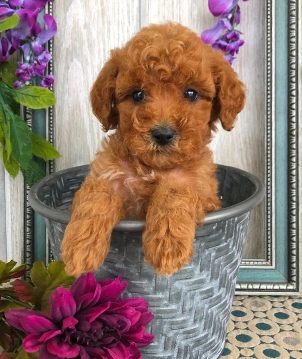 待领养的迷你贵宾犬幼犬