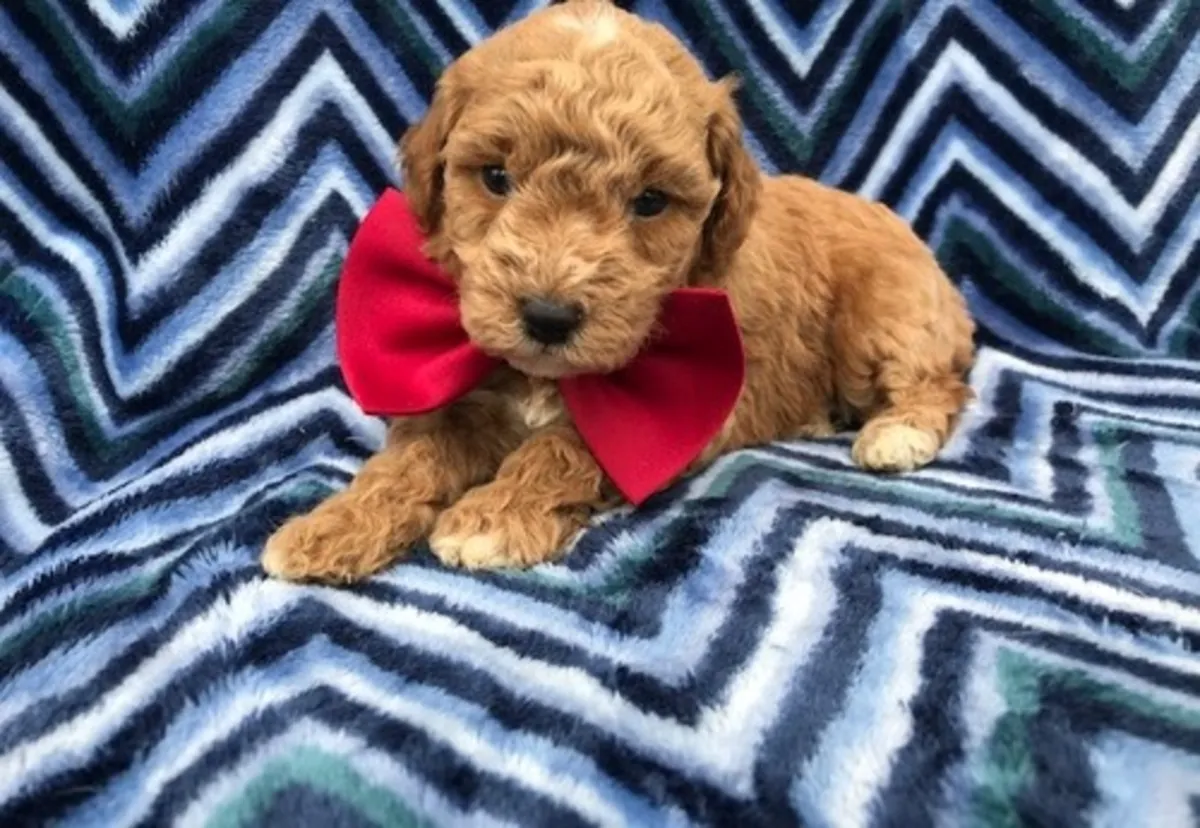 待领养的迷你贵宾犬幼犬