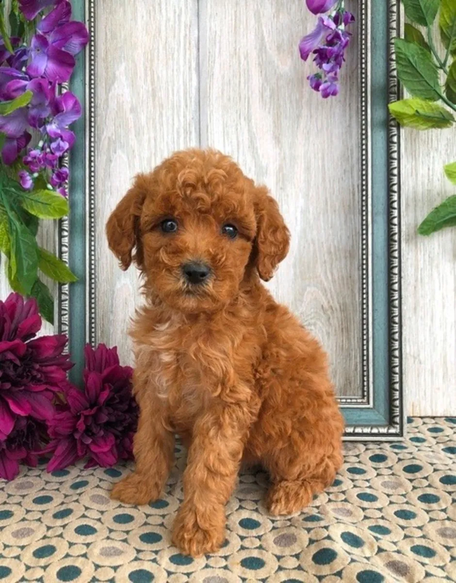 待领养的迷你贵宾犬幼犬