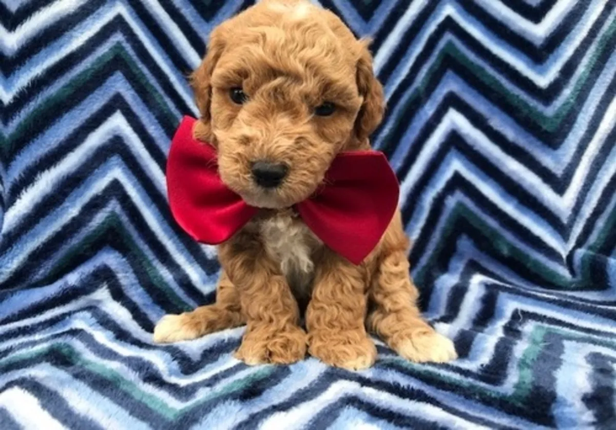 待领养的迷你贵宾犬幼犬