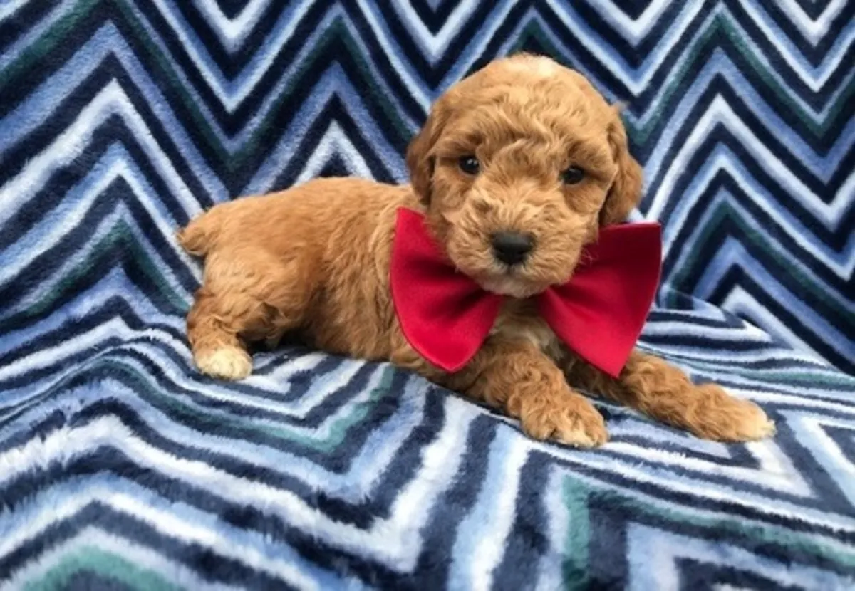 待领养的迷你贵宾犬幼犬