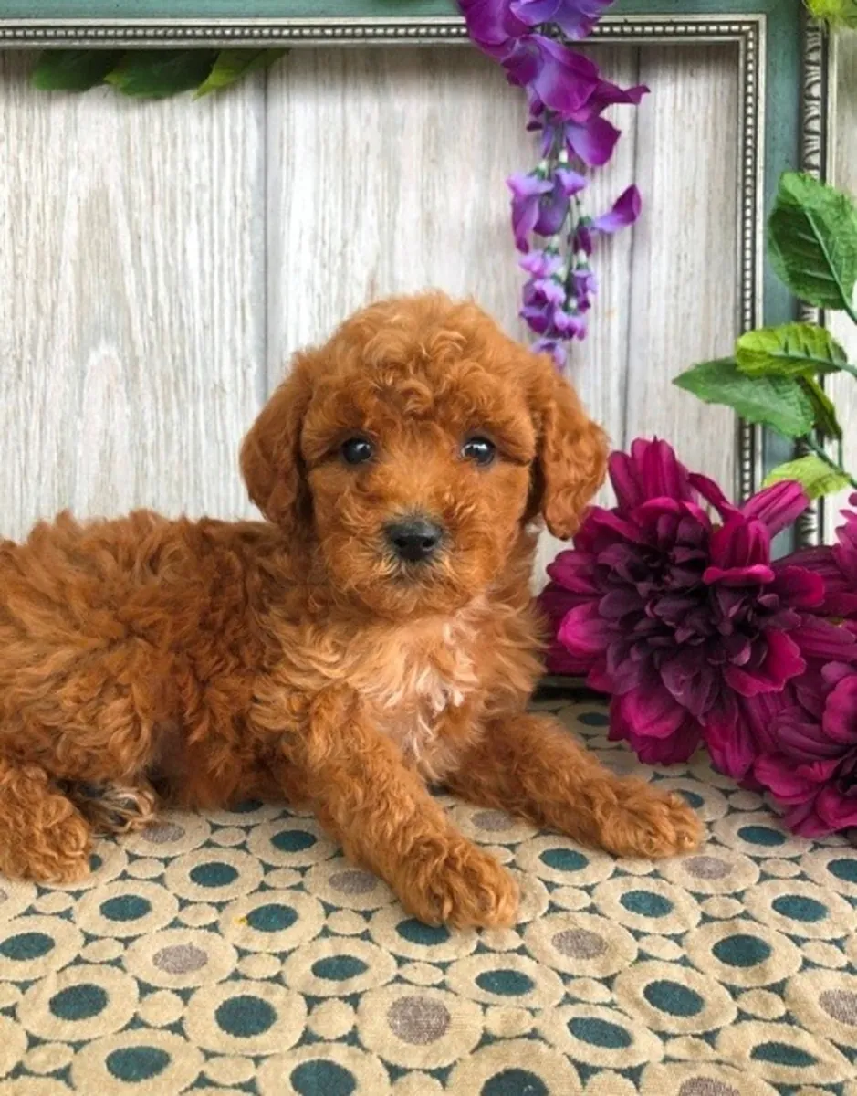 待领养的迷你贵宾犬幼犬