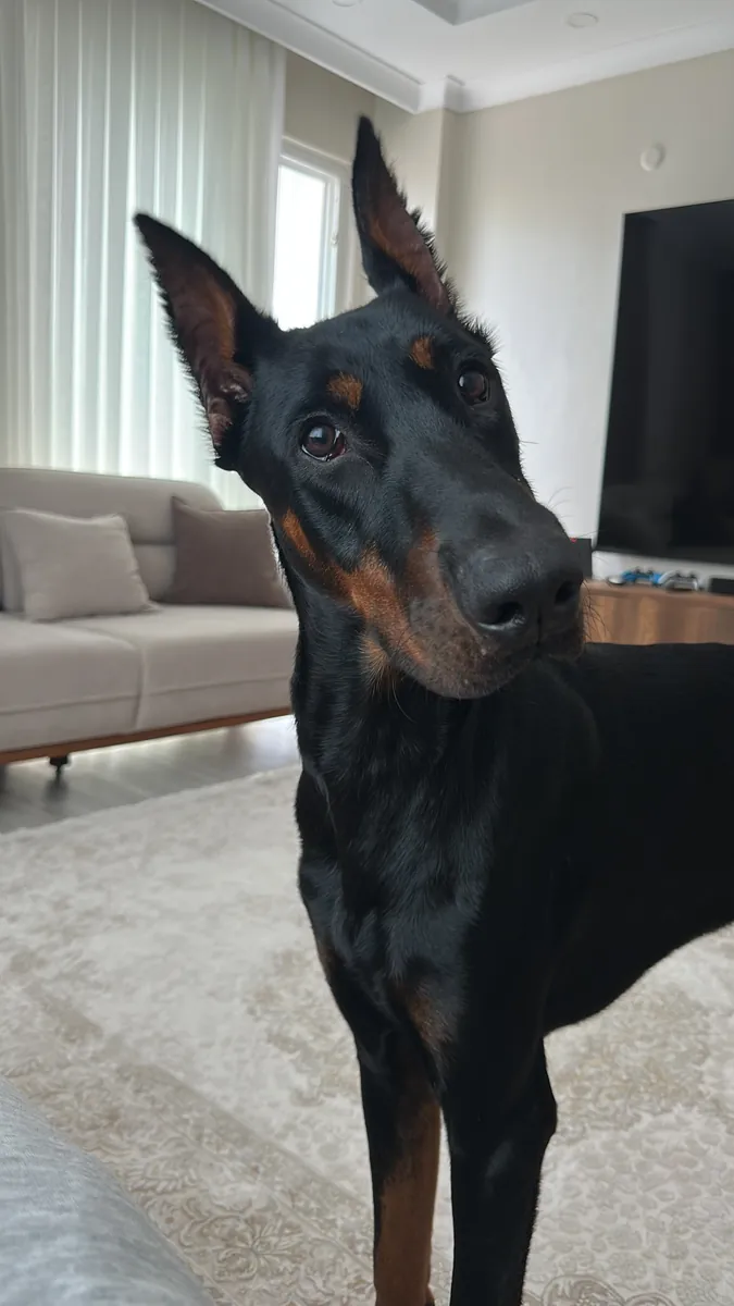 Doberman pur race de 1 an, entraîné