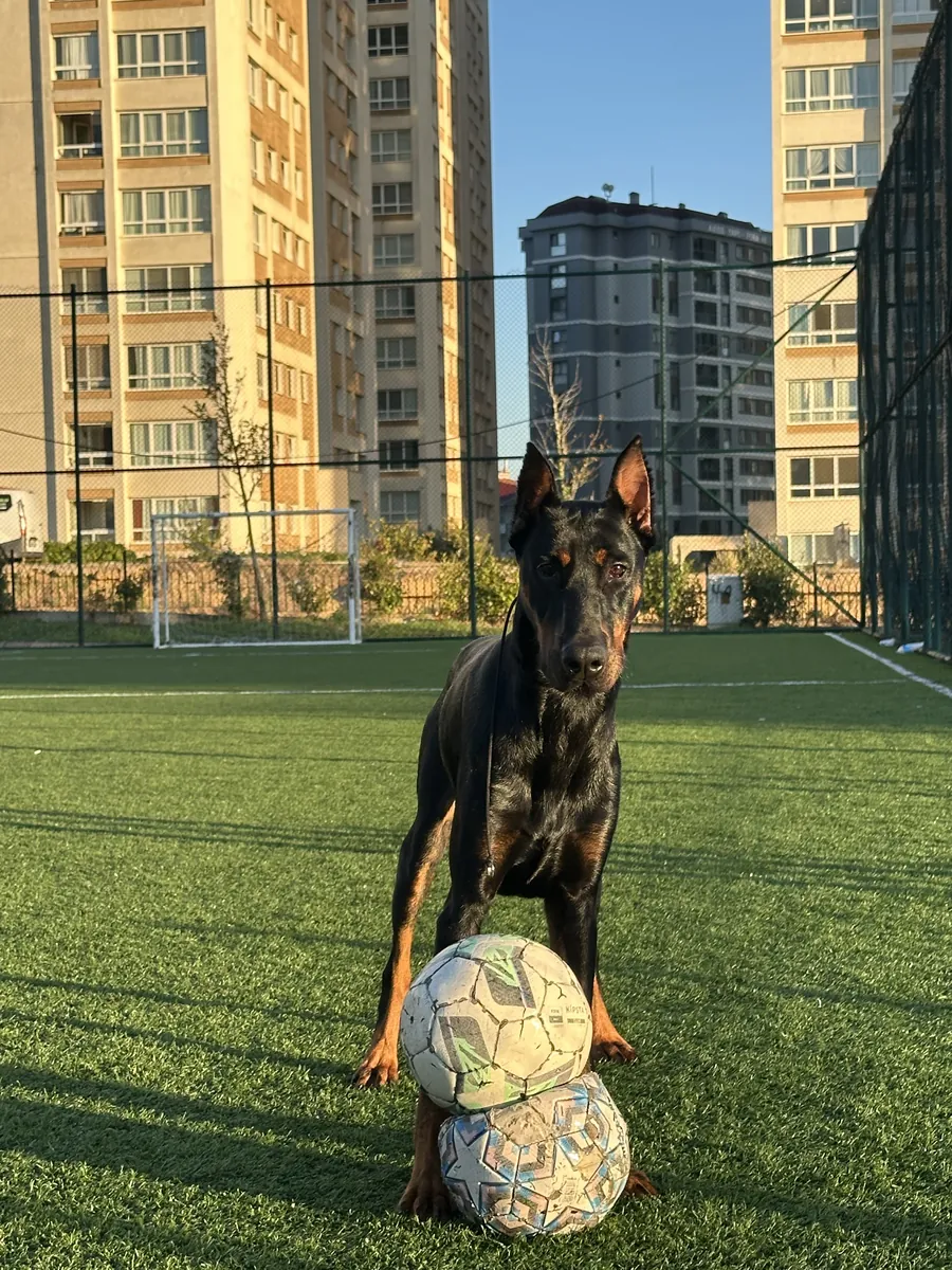 Doberman pur race de 1 an, entraîné