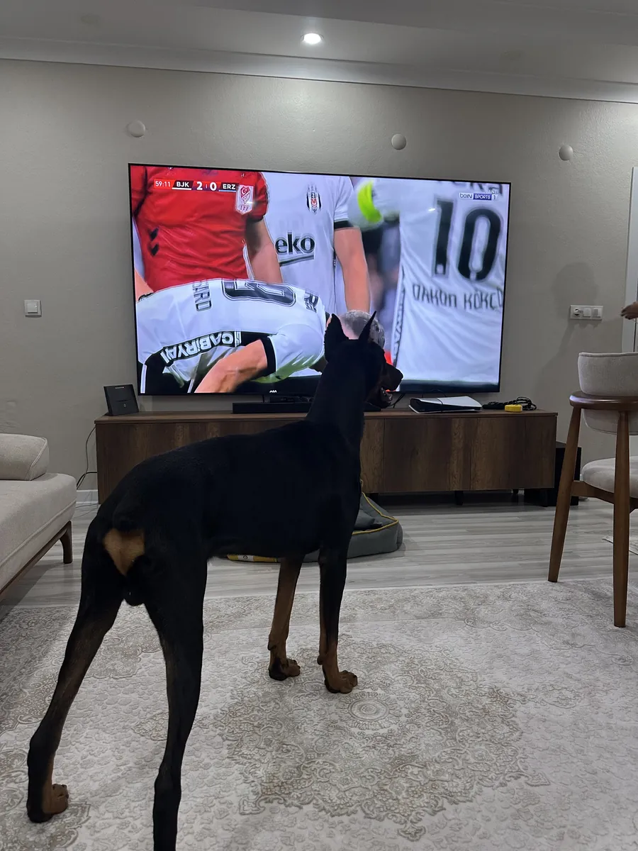 Doberman pur race de 1 an, entraîné