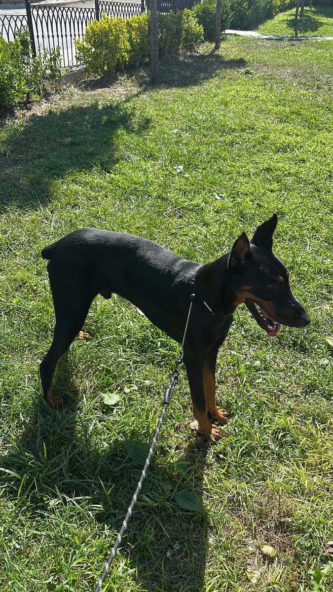 Doberman pur race de 1 an, entraîné