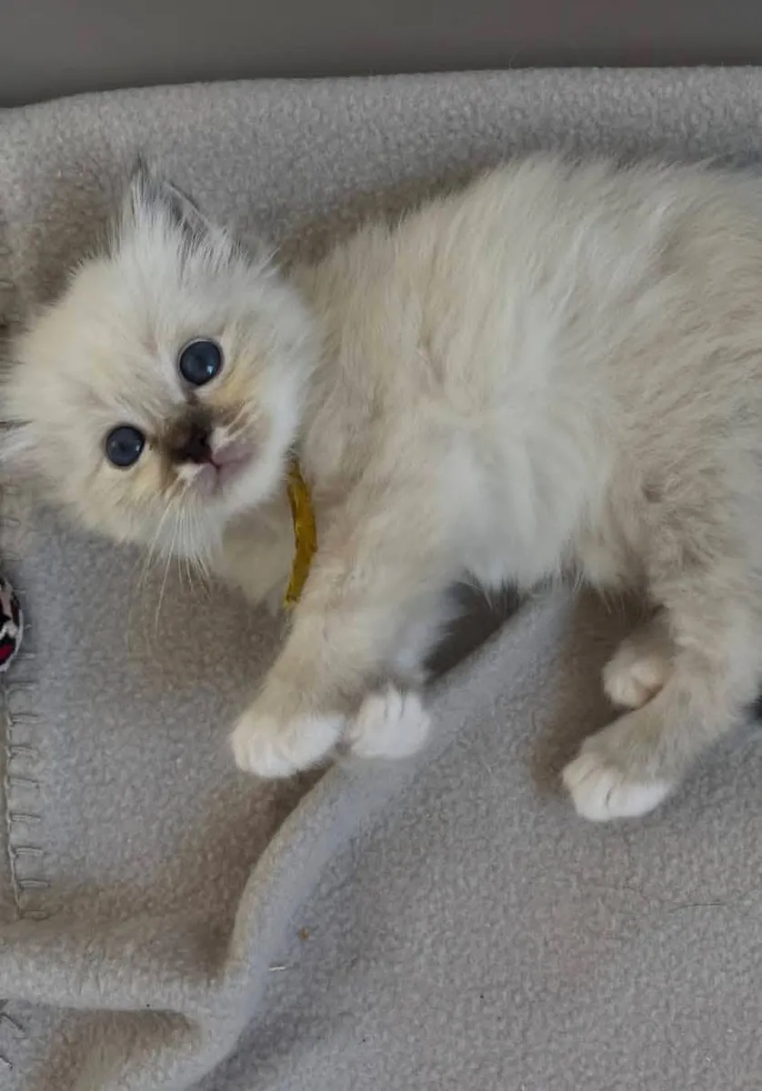 Gatitos disponibles para adopción