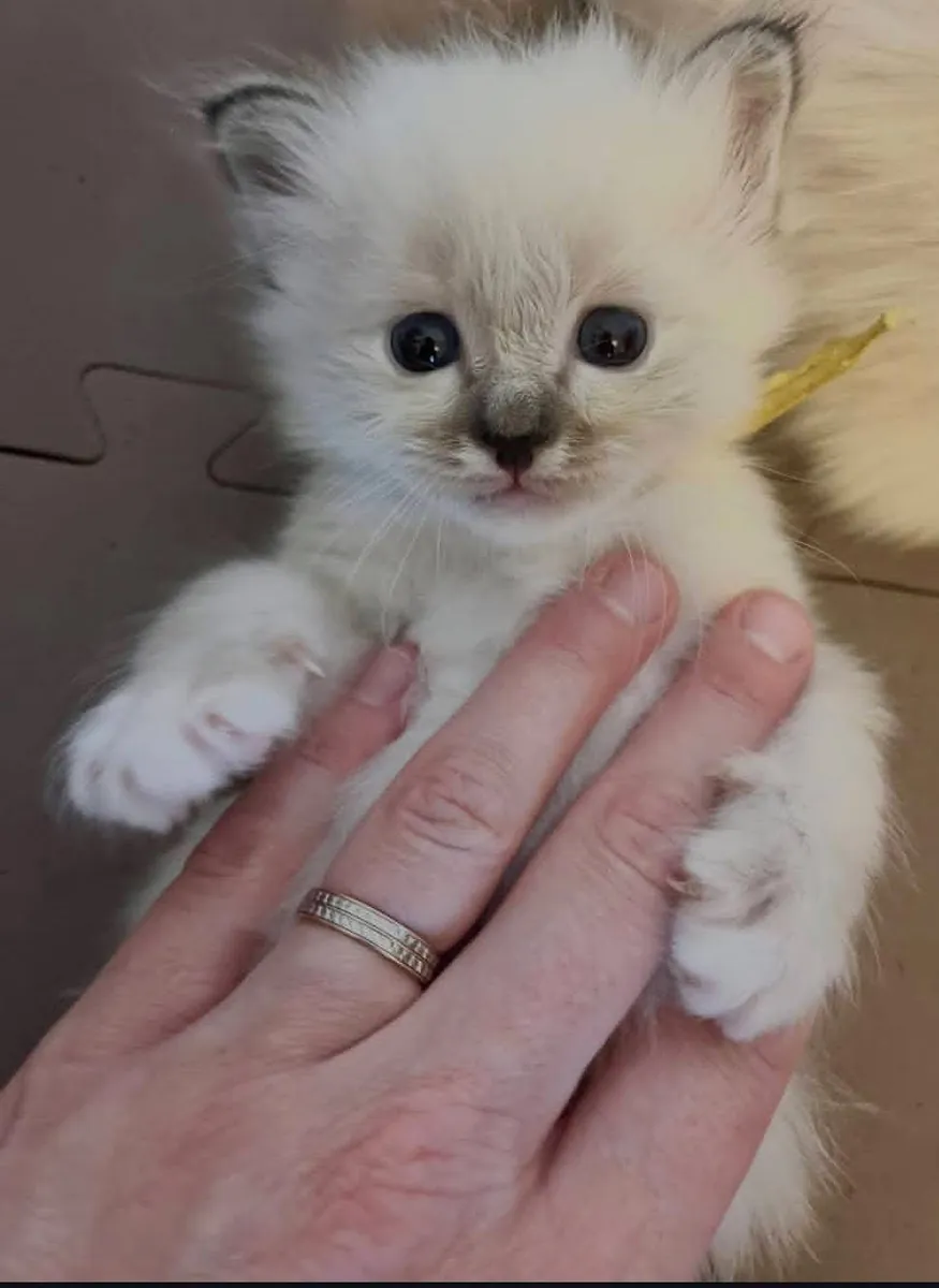 Chaton en adoption 
