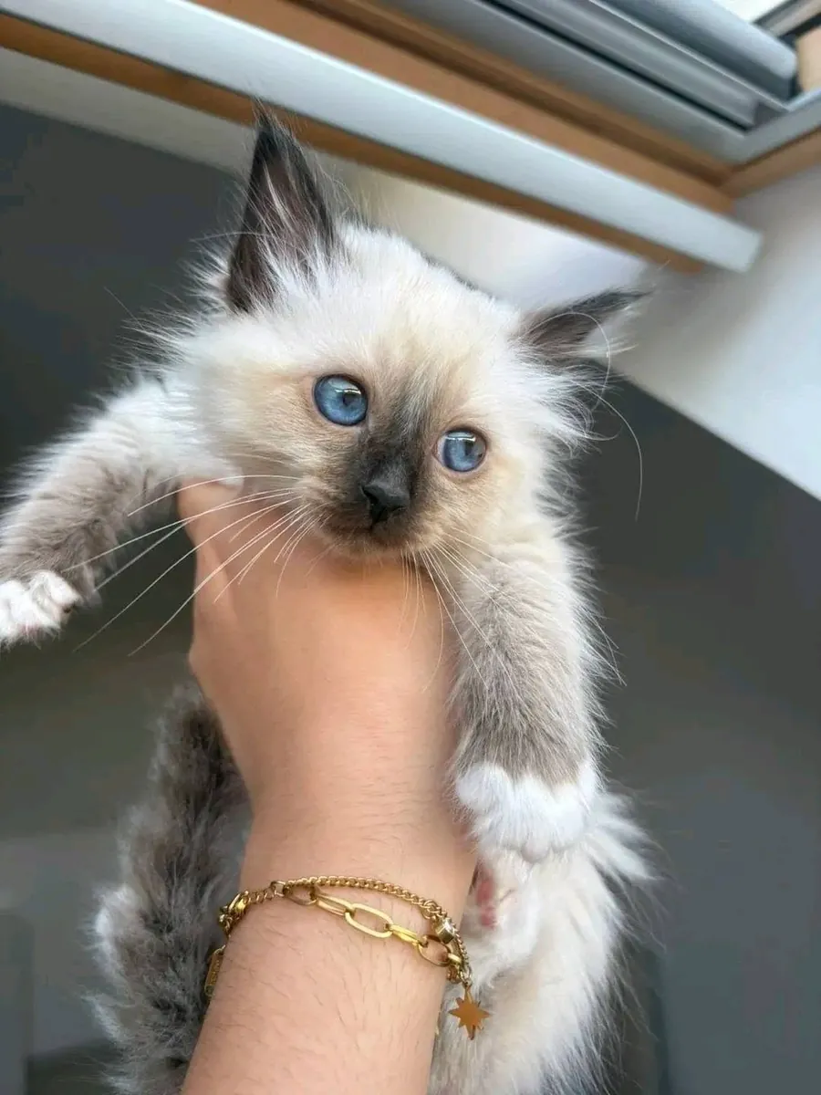 İki kedi yavrusu verilecek