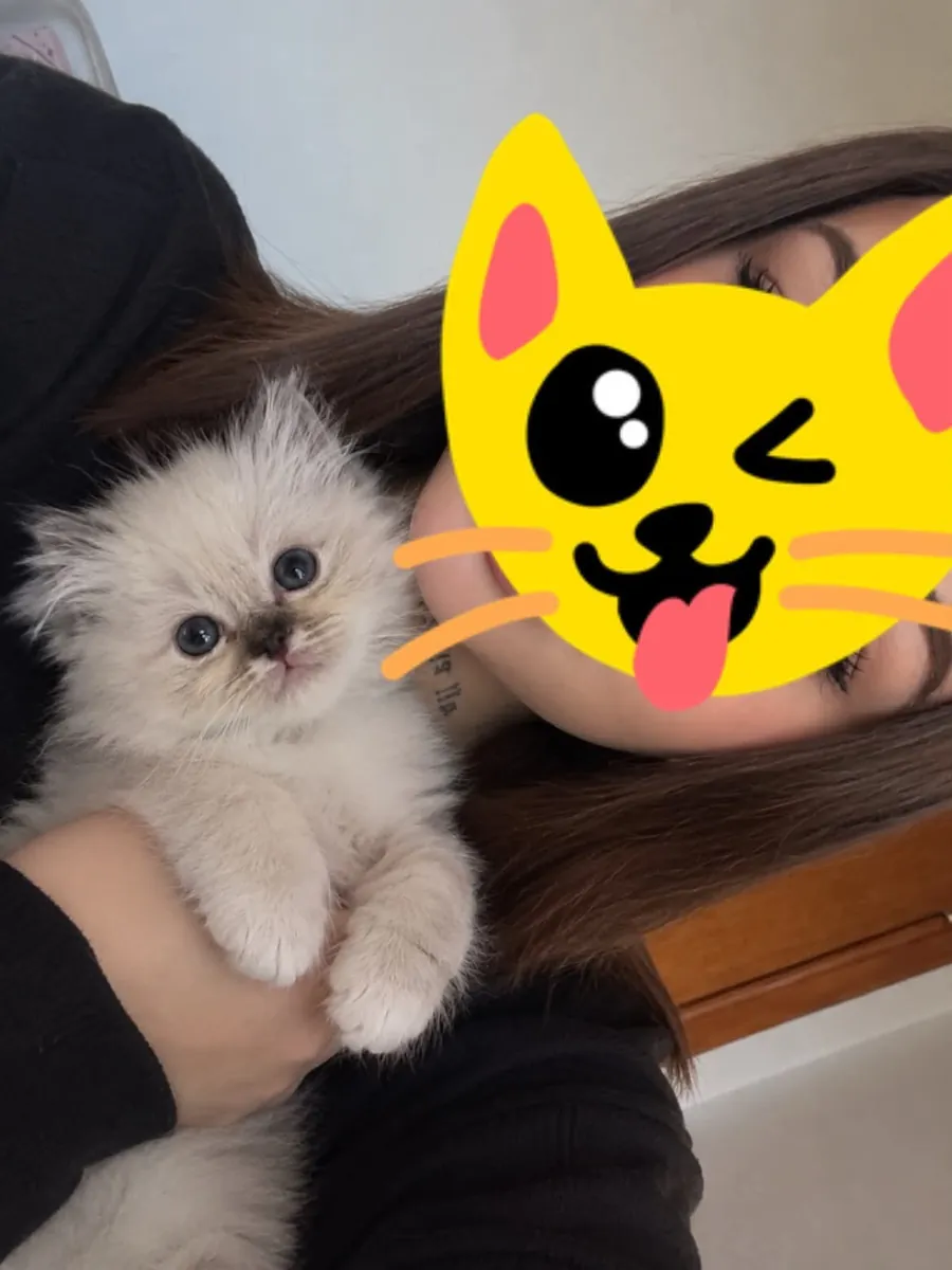 İki kedi yavrusu verilecek