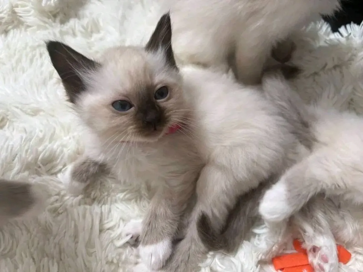 İki kedi yavrusu verilecek